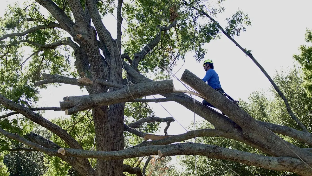 Professional Hazardous Tree Removal performed by certified arborists in Helendale